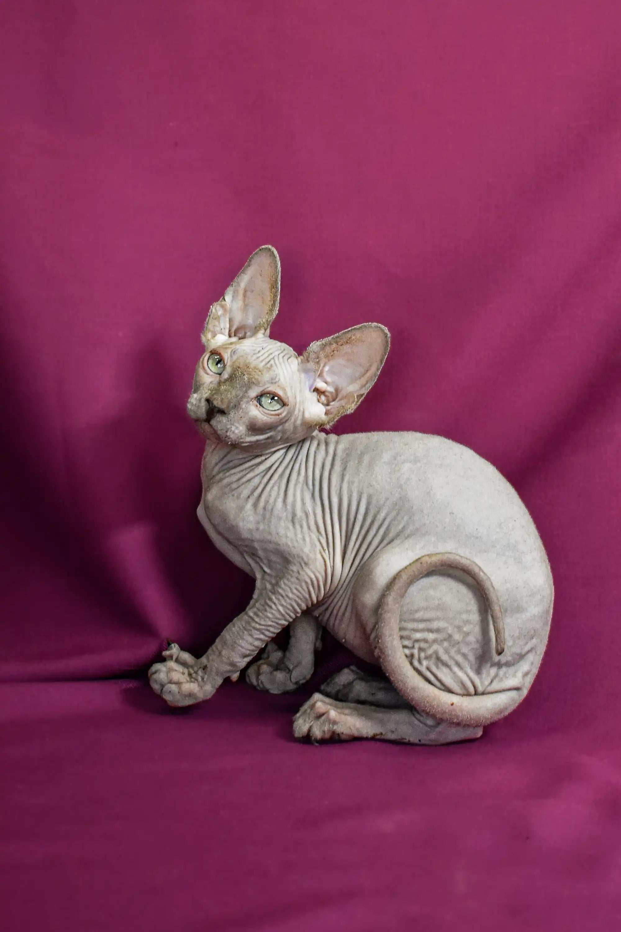 Sphynx Kittens for Sale Amigo | Elf Straight Kitten