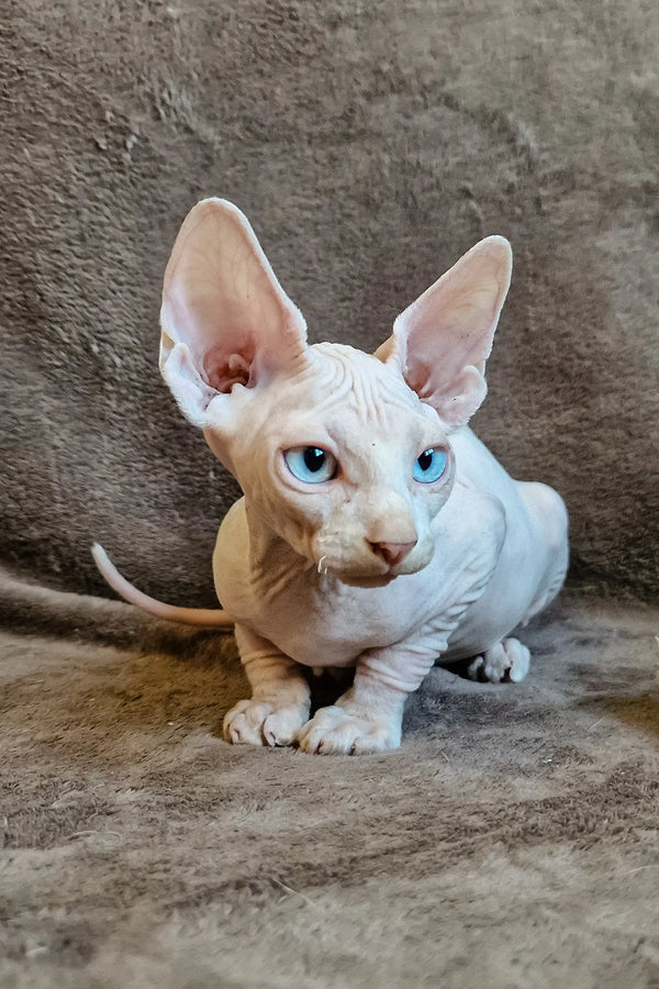 Hairless Amigo Elf Straight Sphynx Kitten with stunning blue eyes