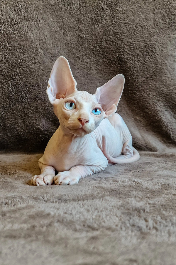 Hairless Amigo Elf Straight Sphynx Kitten with stunning blue eyes lounging around