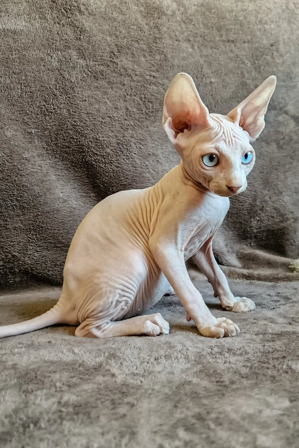 Cute Hairless Cat with Blue Eyes from Amigo Elf Straight Sphynx Kitten