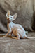 Hairless Amigo Elf Straight Sphynx Kitten with stunning blue eyes