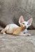 Hairless Sphynx kitten named Amigo with stunning blue eyes for sale