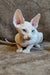 Adorable hairless cat with blue eyes, perfect for the Amigo Elf Straight Sphynx Kitten