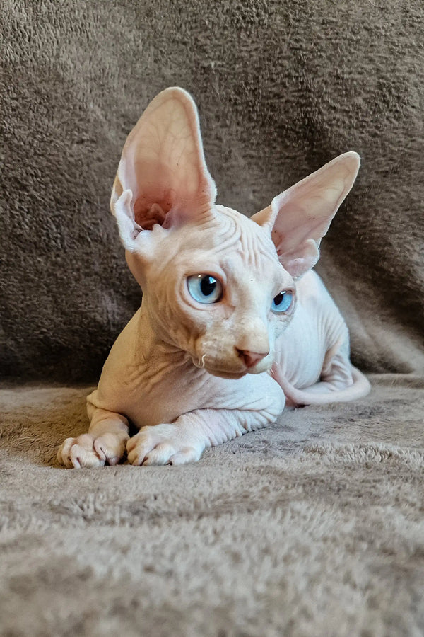 Hairless Amigo Elf Straight Sphynx Kitten with striking blue eyes