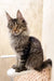 Adorable Maine Coon kitten with tufted ears from Amigo collection