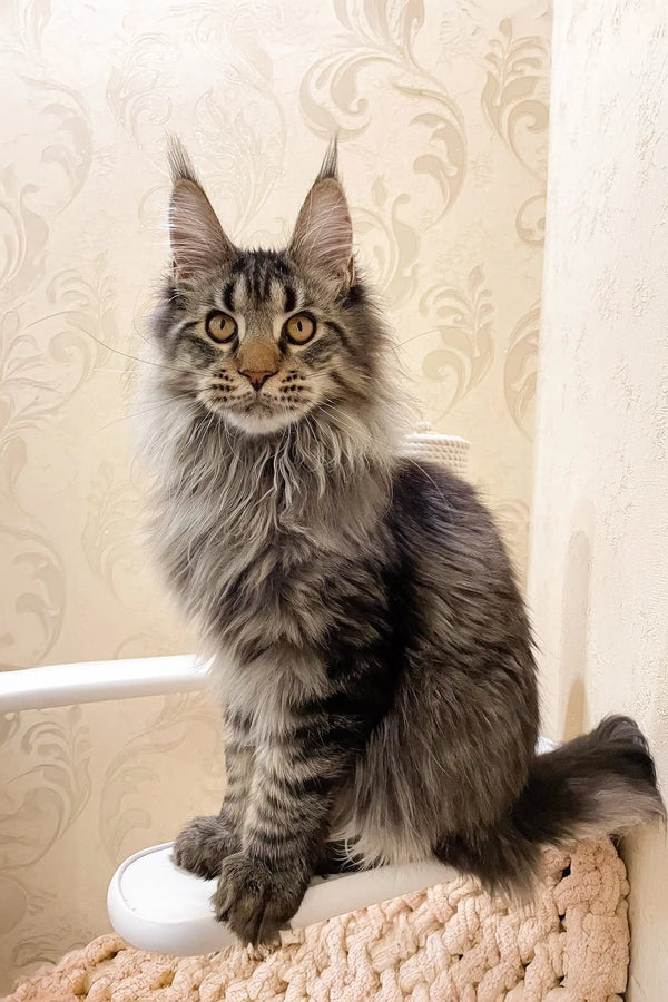 Gray tabby Maine Coon cat enjoying the Amigo Maine Coon Kitten product