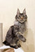 Gray tabby Maine Coon cat in the Amigo Maine Coon Kitten product display