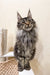 Majestic Maine Coon cat product Amigo for adorable Maine Coon kittens