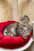 Fluffy gray tabby cat relaxing in a cozy red bed for Amil Maine Coon Kitten