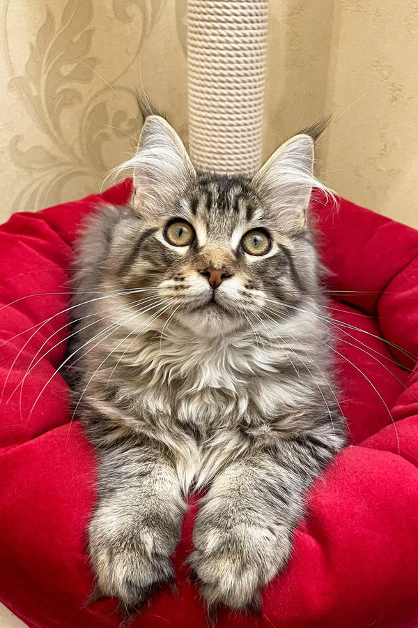 Fluffy gray tabby Maine Coon kitten lounging on red fabric with bright eyes