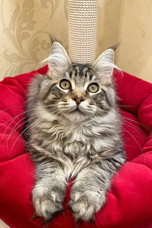 Adopt Amil the Lovable Maine Coon Kitten