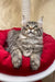 Fluffy grey Maine Coon cat relaxing on a cozy red cushion in Amil product