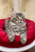 Gray and silver Maine Coon cat chilling on a red cushion in Amil Kitten product