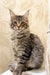 Gray tabby Maine Coon kitten Amil with fluffy fur and pointed ears