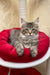 Grey Maine Coon lounging in cozy red bed, perfect for Amil Maine Coon Kitten