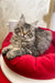 Long-haired grey Maine Coon kitten relaxing on a cozy red cushion