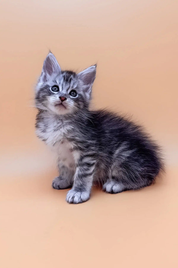 Fluffy gray tabby Maine Coon kitten named Amin looking adorable and playful