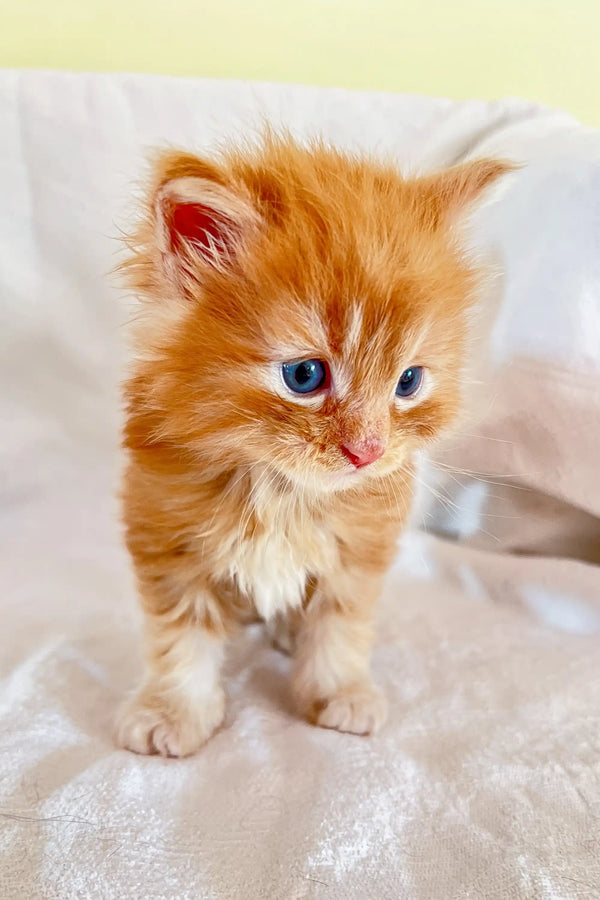 Adorable orange Maine Coon kitten with fluffy fur and bright blue eyes