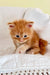 Adorable orange tabby Maine Coon kitten with blue eyes on soft white fabric