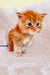 Adorable orange tabby Maine Coon kitten with bright blue eyes and fluffy fur