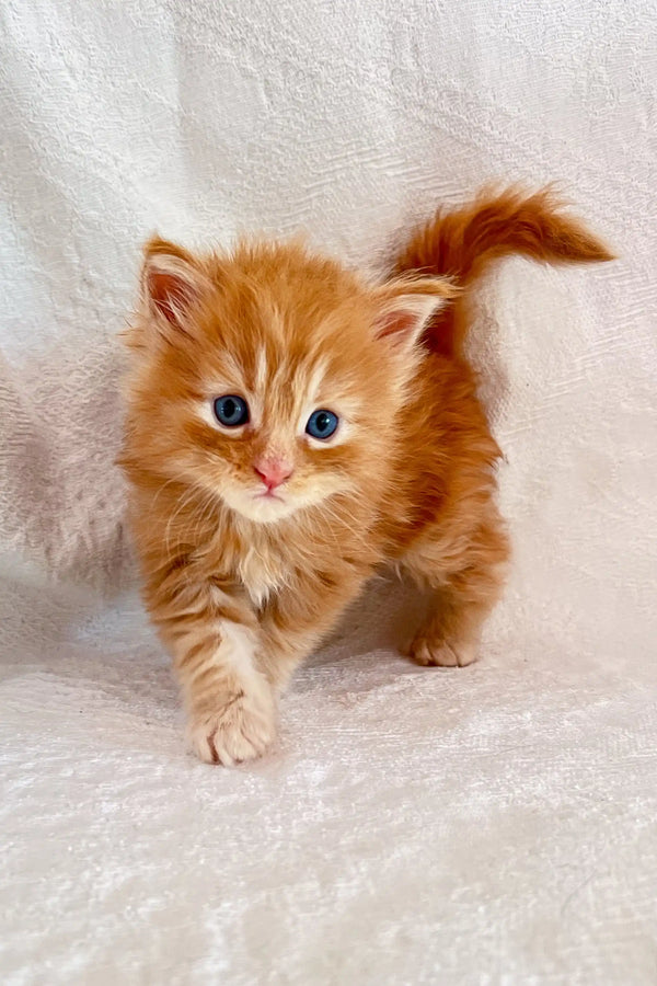 Fluffy orange Maine Coon kitten with bright blue eyes, super adorable and playful