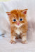 Adorable orange tabby Maine Coon kitten with bright blue eyes and fluffy fur