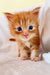 Adorable orange tabby Maine Coon kitten with bright blue eyes