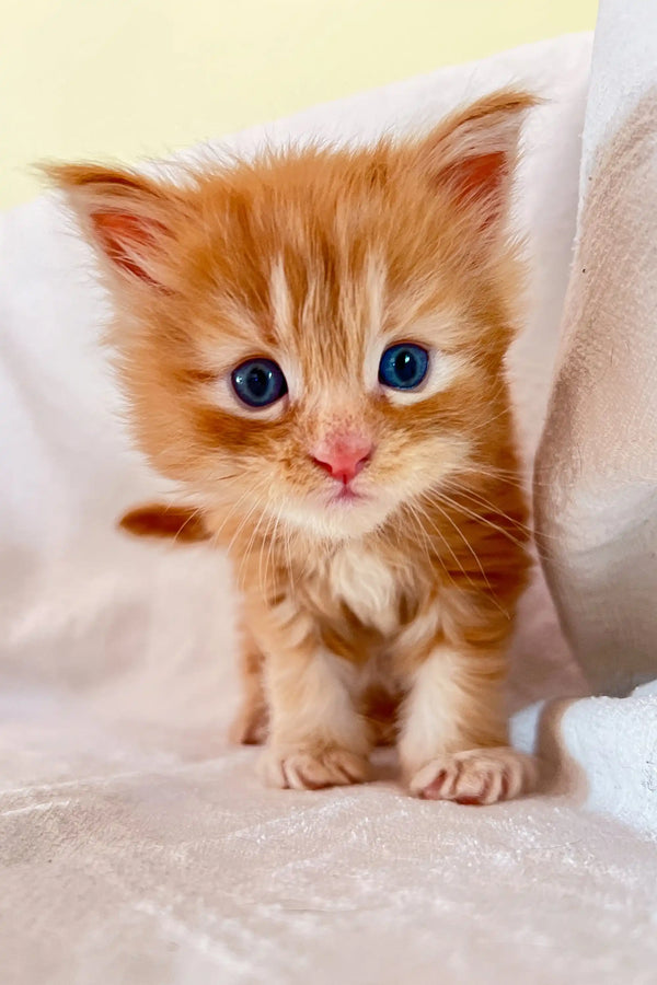 Adorable orange tabby Maine Coon kitten with bright blue eyes