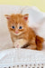 Adorable Maine Coon kitten lounging on a cozy white cushion, super cute!