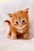 Adorable orange tabby Maine Coon kitten with bright blue eyes