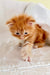 Fluffy orange Maine Coon kitten with big eyes and tiny paws, super adorable!