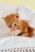 Adorable orange tabby Maine Coon kitten with its tongue out, super cute and playful!