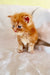 Adorable orange tabby Maine Coon kitten with fluffy fur and bright eyes