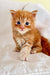 Adorable orange Maine Coon kitten with big blue eyes and fluffy fur