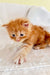 Fluffy orange Maine Coon kitten with blue eyes on a light surface, so adorable!