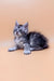 Gray tabby kitten from Amin Maine Coon Kitten collection, super cute and playful!