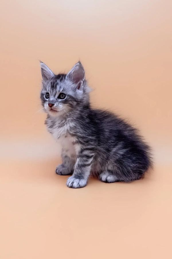 Gray tabby kitten from Amin Maine Coon Kitten collection, super cute and playful