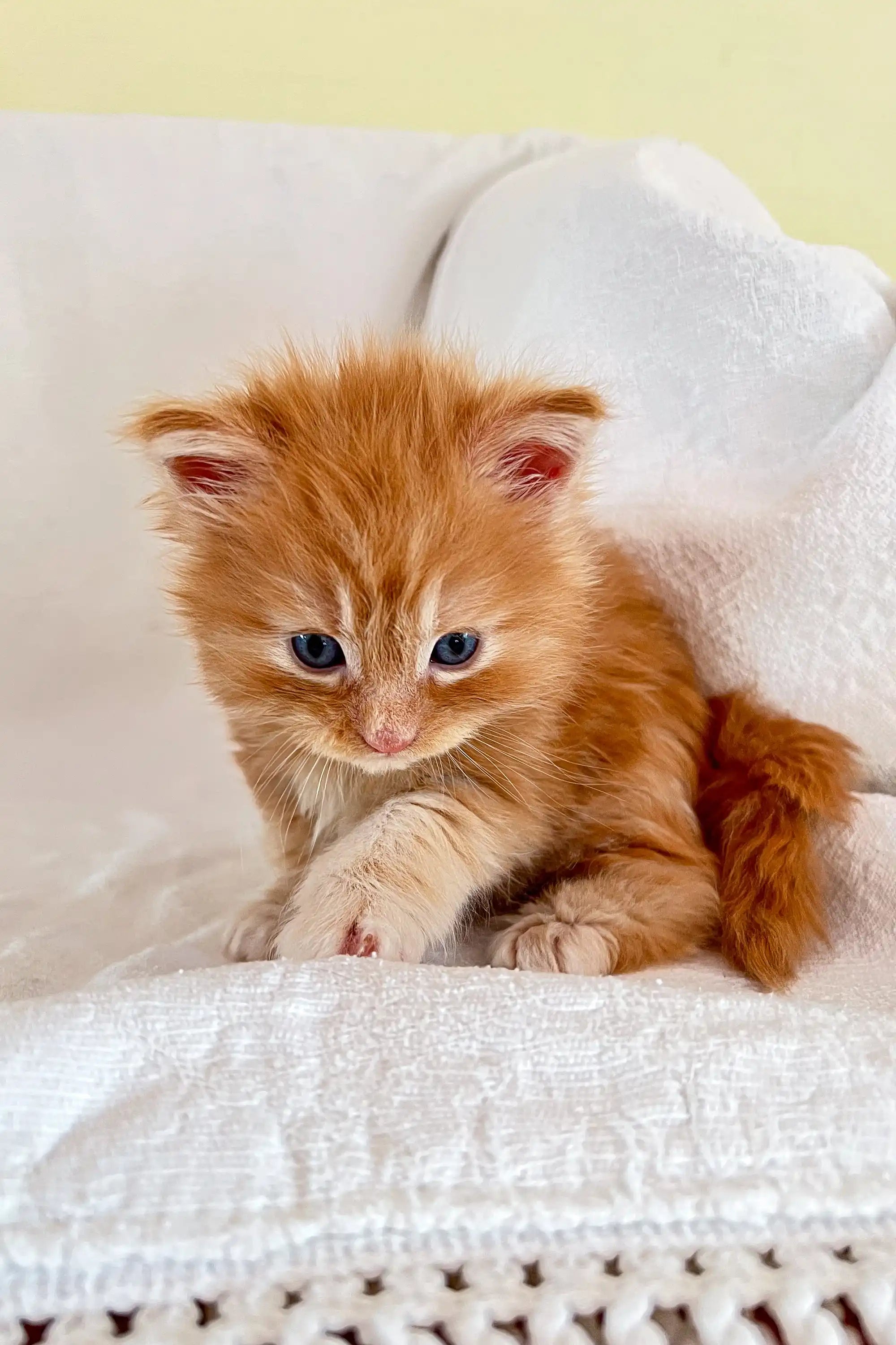 Maine Coon Kittens for Sale Amin | Kitten