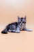 Silver tabby kitten featured in Amin Maine Coon Kitten product