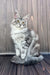 Gray and white Maine Coon kitten with bright eyes sitting upright