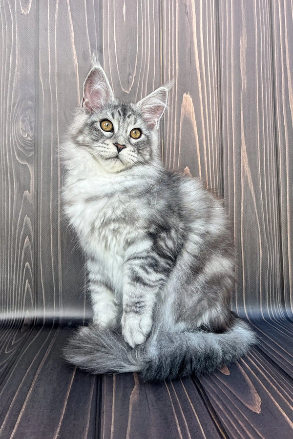 Gray and white Maine Coon kitten with bright eyes sitting upright