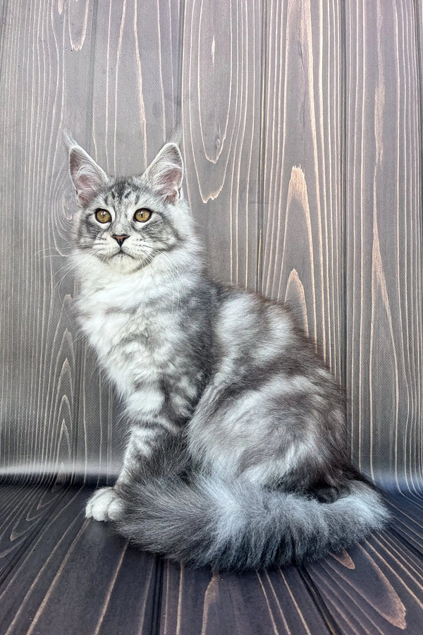 Gray and white Maine Coon kitten sitting upright with an alert expression