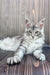 Gray and white Maine Coon kitten chilling on a wooden surface