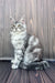 Gray and white Maine Coon kitten sitting upright with an alert expression