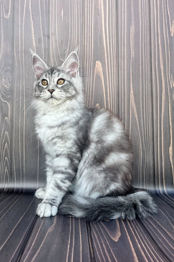 Gray and white Maine Coon kitten sitting upright with an alert expression