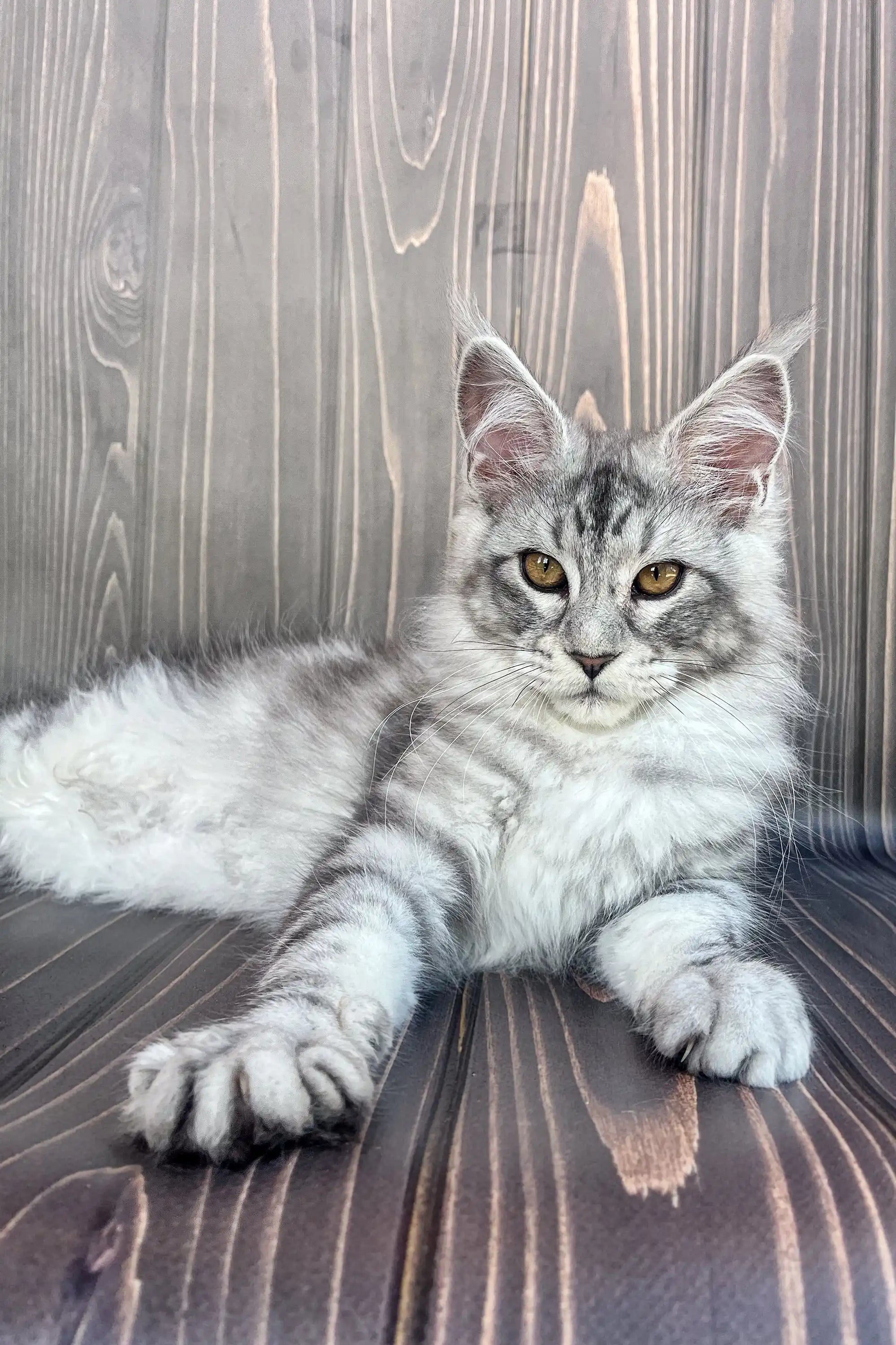 Maine Coon Kittens for Sale Amina | Kitten