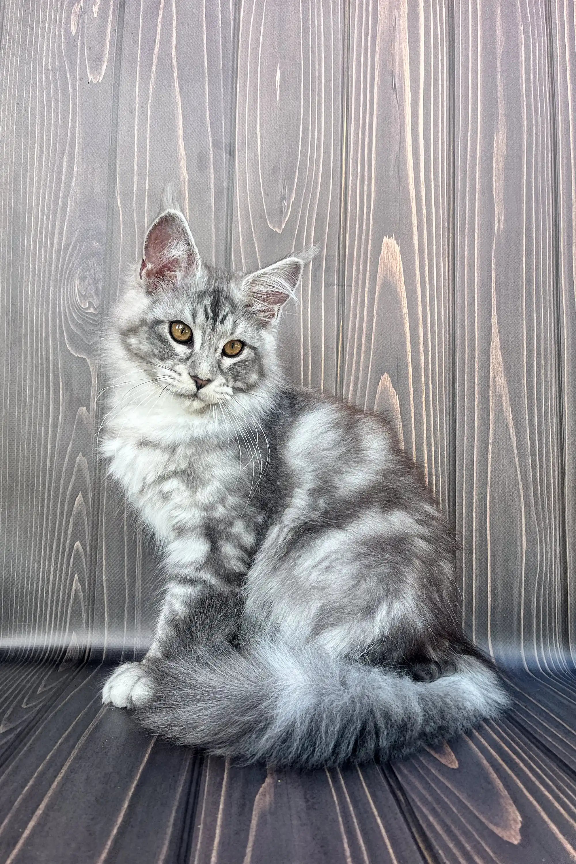 Maine Coon Kittens for Sale Amina | Kitten