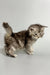 Fluffy blue smoke tabby Maine Coon kitten standing proudly with tail raised