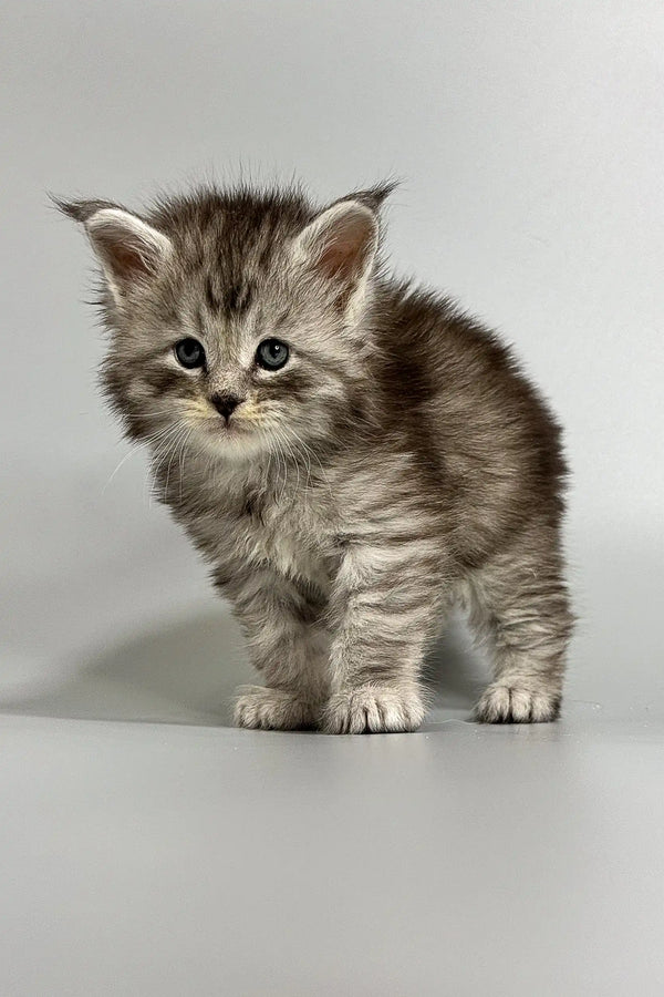 Fluffy gray tabby Maine Coon kitten standing proudly on a plain surface