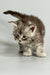 Fluffy Maine Coon kitten with curious expression and perked ears, blue smoke tabby